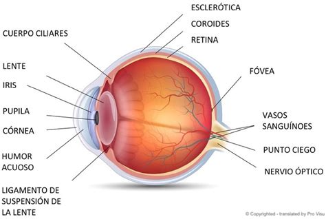 Partes del ojo humano y sus funciones