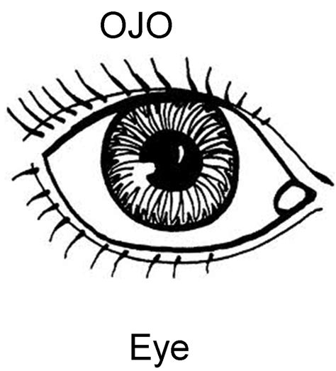 Partes del ojo para dibujar   Imagui