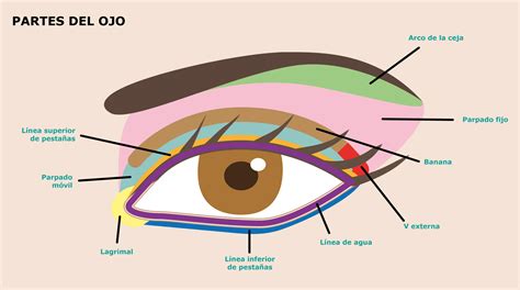 Partes del ojo – Colorete de bote
