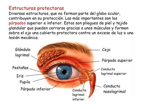 Partes del ojo y sus funciones   Para niños