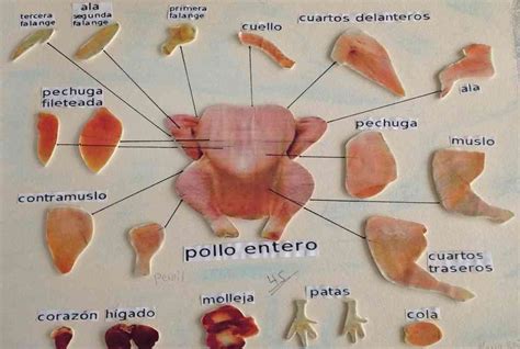 Partes del pollo