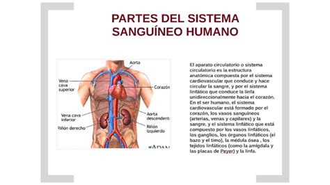PARTES DEL SISTEMA CIRCULATORIO HUMANO by Paula Montero on ...