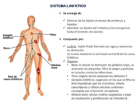 Partes del sistema linfático y sus funciones   Sistema ...