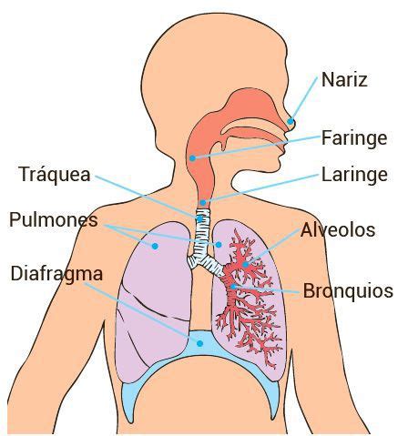 Partes del sistema respiratorio: cómo funcionan y cual es su función ...