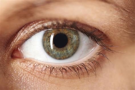 Partes externas del ojo
