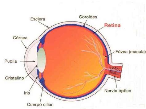 Partes internas del ojo