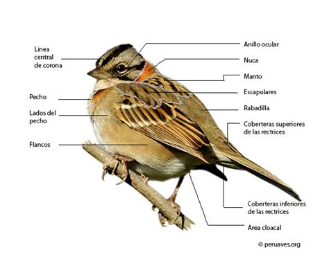 Partes y Plumas de un Ave   Avian Report