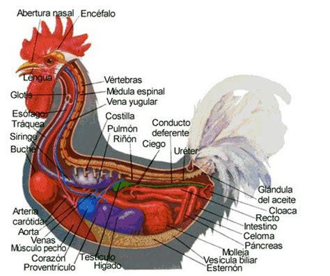 Partes y plumas del gallo   Página Jimdo de gallinaselextremeno