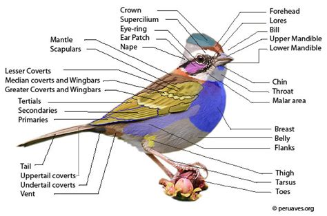 Parts of a Bird: Feather Areas Avian Report