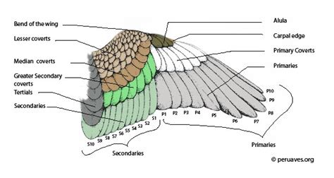 Parts of a Bird: Flight Feathers   Avian Report