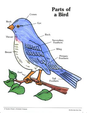 Parts of a Bird: Labeling Practice Page | Printable Skills ...