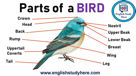 Parts of a BIRD Vocabulary   English Study Here