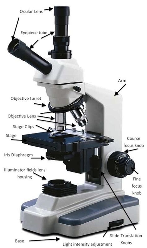Parts of a Microscope   HaleyMullmicroscopy