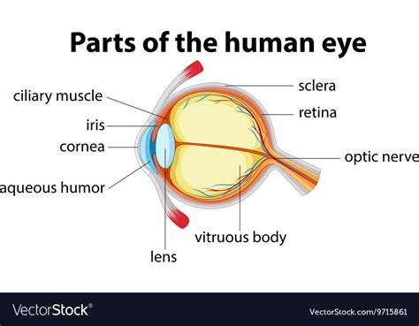 Parts of human eye with name Royalty Free Vector Image