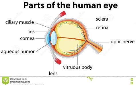 Parts Of Human Eye With Name Stock Vector   Illustration ...