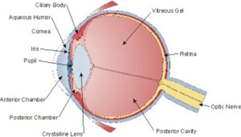Parts of the Eye | Parrelli Optical
