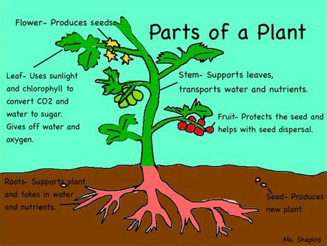 Parts of The Plants ⌘⌘: A Diagram of Plant Parts and Their ...