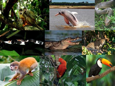 Pasea por Colombia: Parque Natural Amacayacu: Maravilla ...