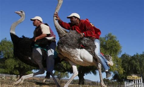 Paseos en avestruz: ¿Maltrato de animales o diversión? Opina