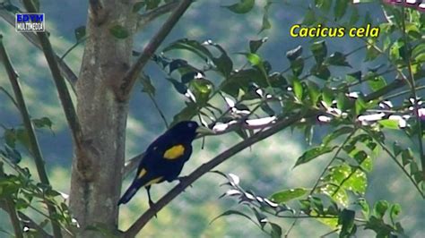 Paseriforme Cacique * Yellow rumped   YouTube