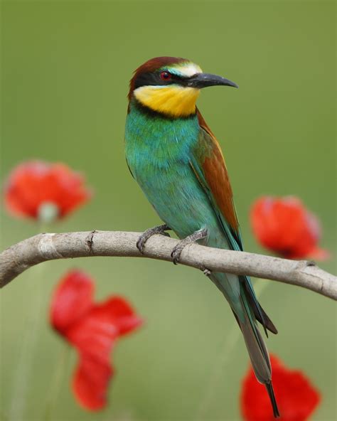 Pasión por las aves: Abejaruco común, Merops apiaster