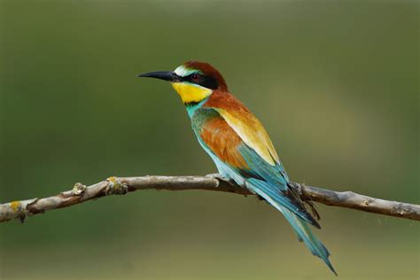 Pasión por las aves: Abejaruco común. Merops apiaster