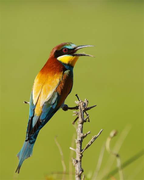 Pasión por las aves: Abejaruco común. Merops apiaster