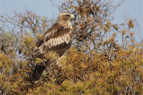 Pasión por las aves: Águila calzada. Aquila pennata