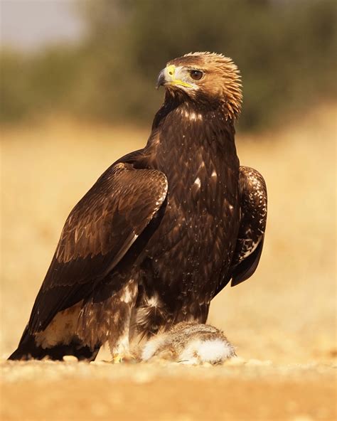 Pasión por las aves: Águila real. Aquila chrysaetos