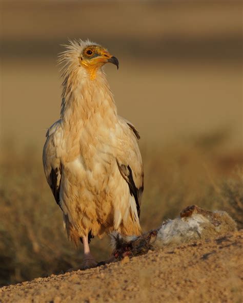 Pasión por las aves: Alimoche común. Neophron percnopterus