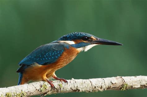Pasión por las aves: Martín pescador. Alcedo atthis