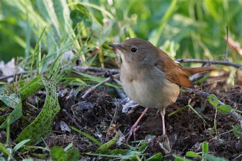 Pasión por las aves: Ruiseñor común. Luscinia megarhynchos