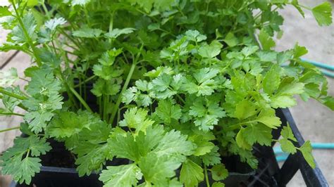 Paso a paso el cultivo del cilantro hidropónico | Blog ...