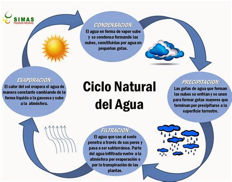 Pasos de el ciclo del agua: ~ Ciclos Biogeoquìmicos