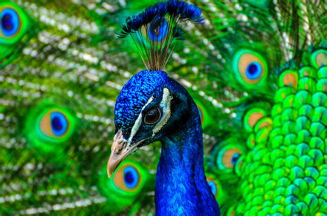 Pássaros mais lindos do mundo: 10 espécies que são ...