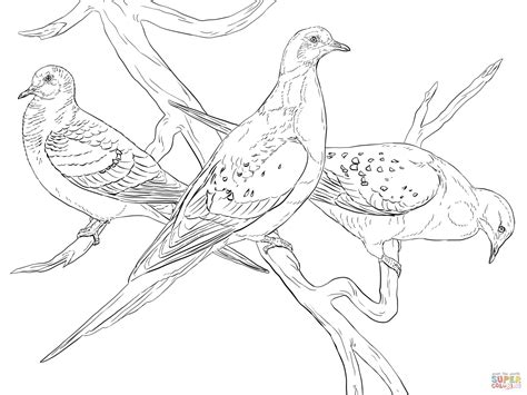 Passenger Pigeons coloring page | Free Printable Coloring ...