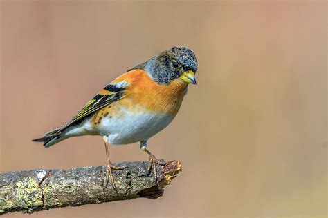 Passeriformes Bird   DesiComments.com