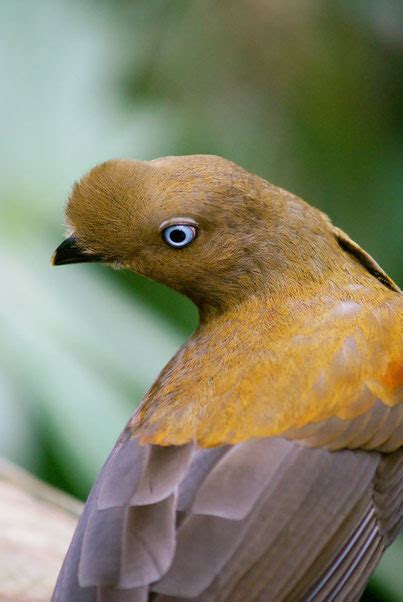 Passeriformes   bird phylogeny