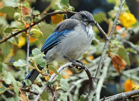 Passeriformes   Perching Birds photo gallery | Wildlife ...