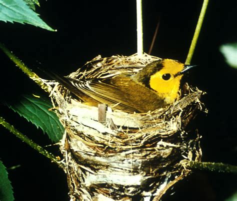 Passeriformes   Wikimedia Commons