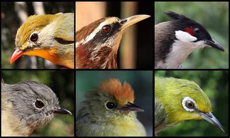 Passerine assemblages show niche expansion from natural to ...