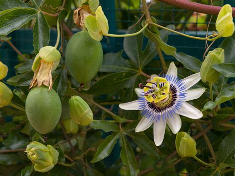 Passiflora: La flor y la fruta de la pasión