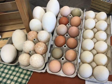 Pastured Goose Eggs No shipping   Grillin Meats