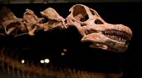 Patagotitán, el más grande de todos los dinosaurios cuyos fósiles se ...