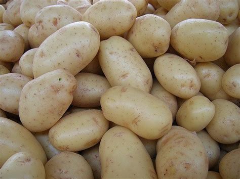 Patatas: tipos y variedades   SaborGourmet.com