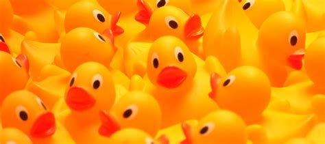 Patito feo: los gérmenes de los patos de goma que usas en el baño