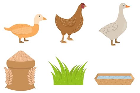 Pato, ganso, animal de pollo en estilo plano, alimentos para aves ...