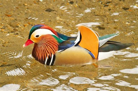 Pato mandarín | Aves Exóticas
