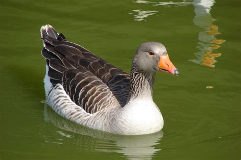 Pato nadando / Duck on water | Flickr   Photo Sharing!
