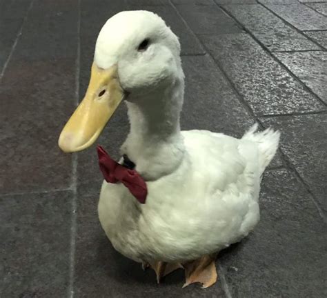 Pato que pasea con corbata por la calle se vuelve viral, El Siglo Coahuila